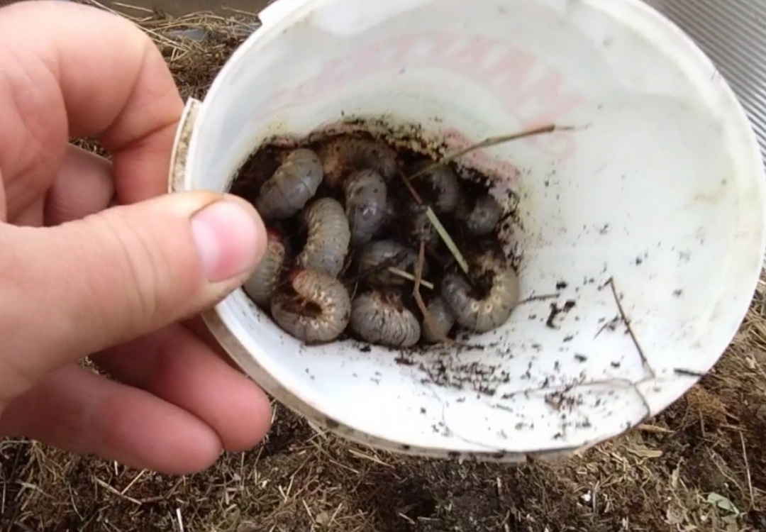 Личинки с моего огорода. 