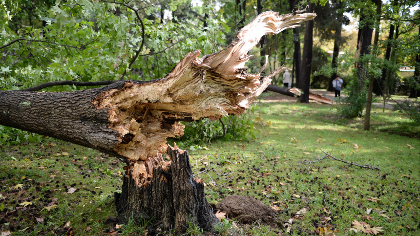    Фото: © РИА Новости/Михаил Мокрушин; 5-tv.ru