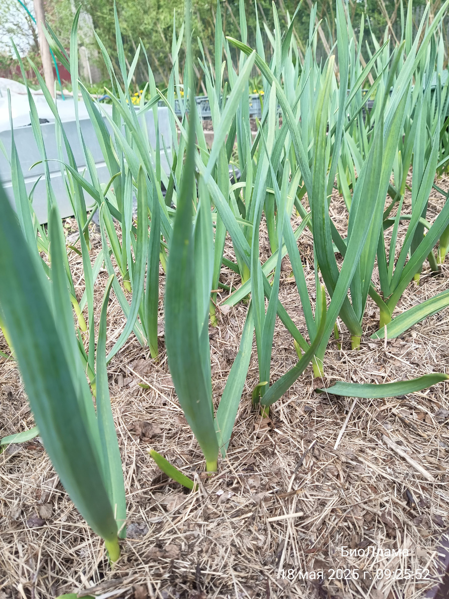 Все как один!