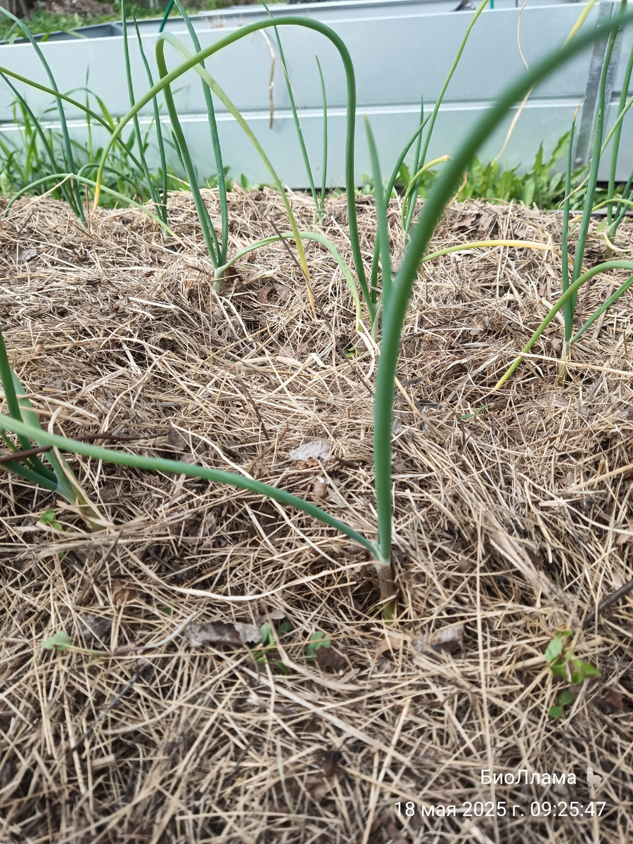 Айлса Грейг уже три недели как в грядке. "Спасибо, лламочка, что не обрезала меня!"