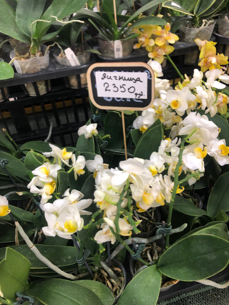 Фаленопсис