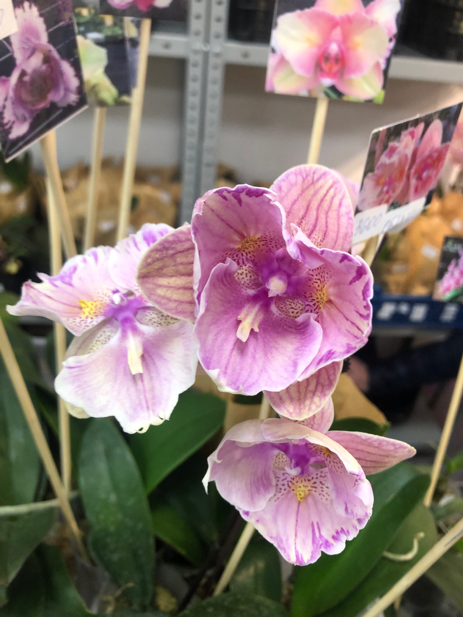 Фаленопсис