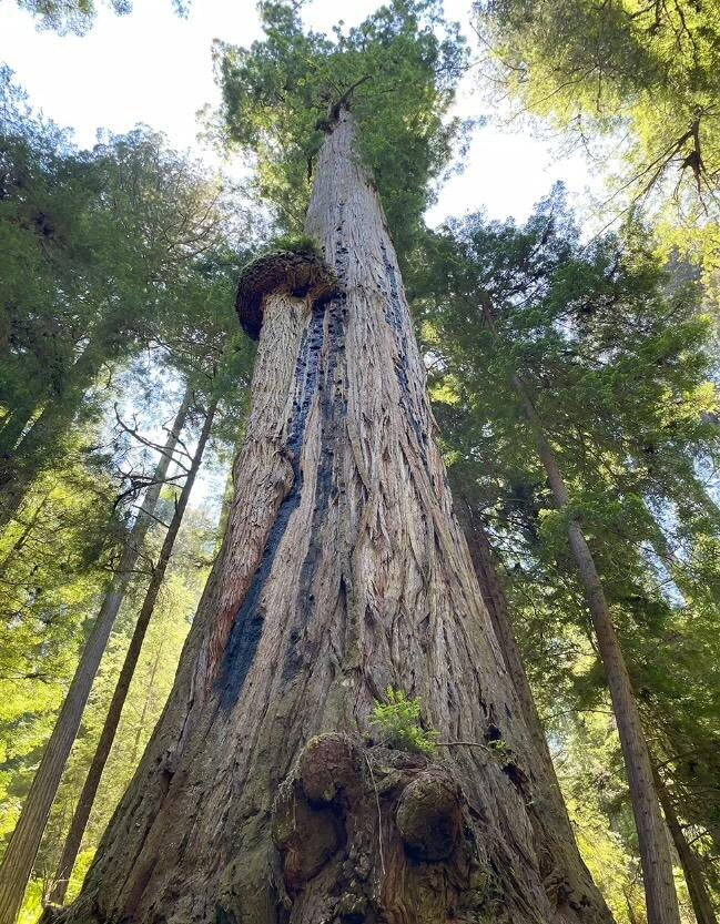 Автор: famousredwoods Источник: famousredwoods.com