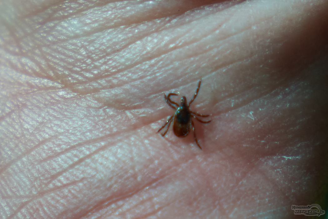    Фото: Лидия Аникина © ИА «Уральский меридиан»