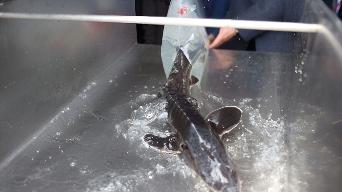     Источник: Пресс-служба губрнатора и правительства Хабаровского края