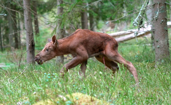    © Станислав Крутоверцев