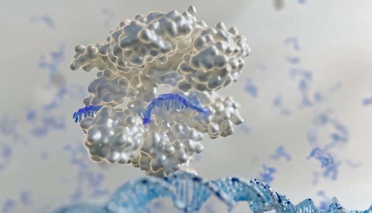    Биотехнологические штаммы океанических цианобактерий с быстрым ростом внесут серьезный вклад в будущее человечества