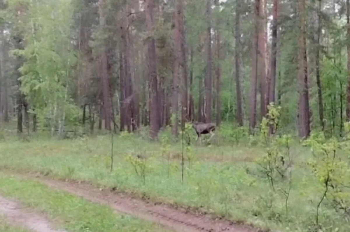    Оренбуржцам рассказали,как себя вести при встрече с молодыми лосями