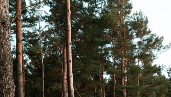    Фото: ru.freepik.com Анфиса Слепцова