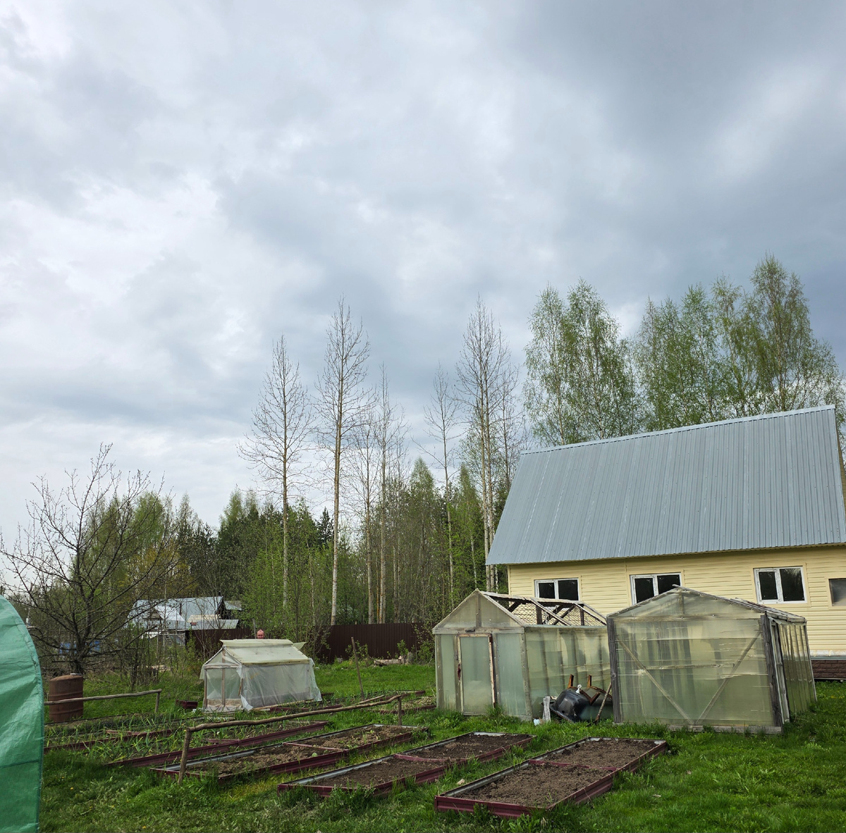 Сергей закрывает маленький парник для баклажан  Видно только его голову. Фото автора от 18.05.2025