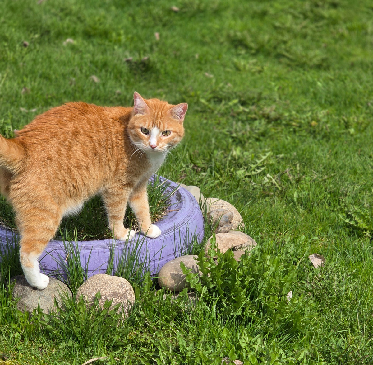 Кот Гриша 17.05.2025 г.