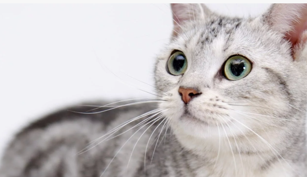 В Египте кошки были не просто любимцами — они были священны. Богиня Бастет изображалась с головой кошки и покровительствовала дому, женщинам и веселью. Убийство кошки каралось смертью, а умерших питомцев хоронили в саркофагах, с обрядами, не уступающими человеческим. Кошек даже мумифицировали — археологи находили целые кошачьи некрополи, например, в Бубастисе. Считалось, что кошка охраняет дом не только от грызунов, но и от злых духов.