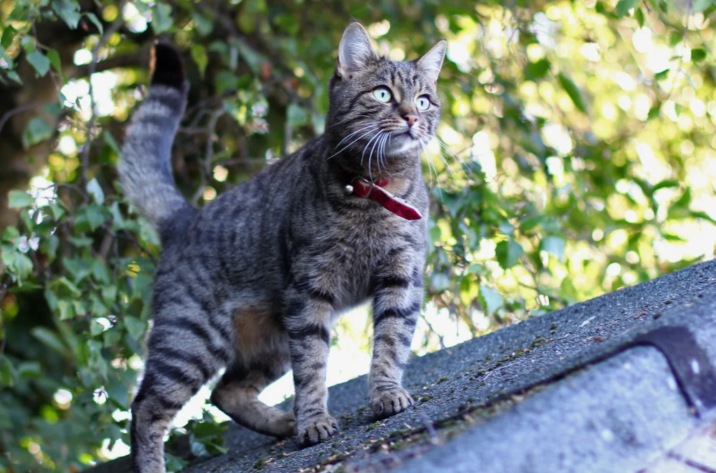 В Средневековье кошки стали незаменимыми спутниками моряков. Их брали на корабли, чтобы защитить запасы еды от крыс. Так кошки обогнули земной шар задолго до изобретения туристических виз. Они были почитаемы и любимы: например, знаменитая "кошка Феликс" служила на борту британского корабля во Второй мировой и даже получила медаль за выживание после потопления.