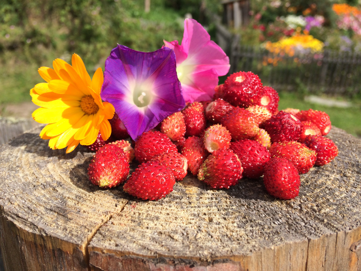 03.09.2017 Новый забор