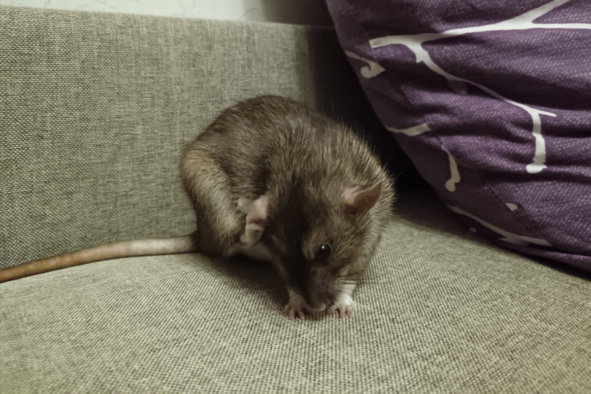 Это мы тщательно уши чистим 😁