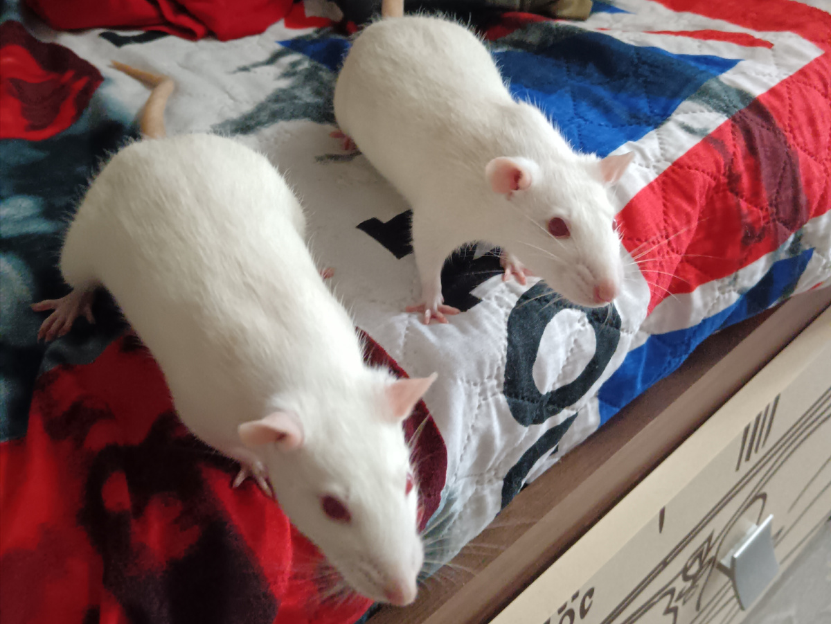 Две сестры - хулиганки 