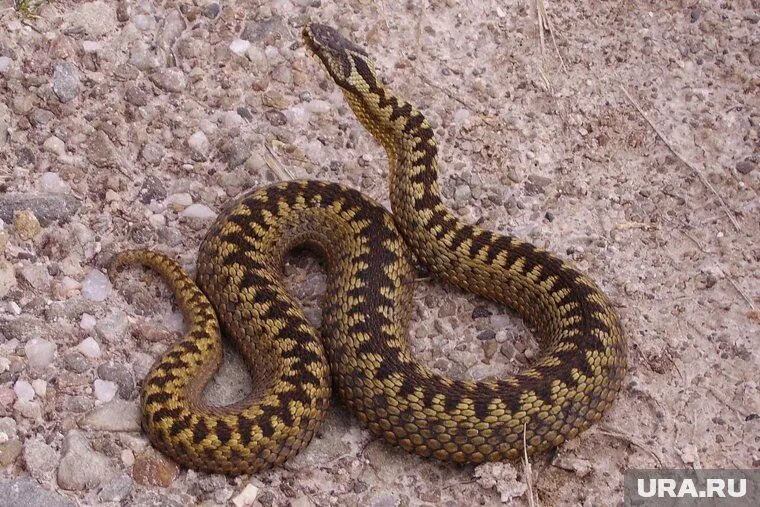 У гадюк появился новый сородич в Курганской области. Фото: Highlandtiercel / Wikipedia / Public Domain