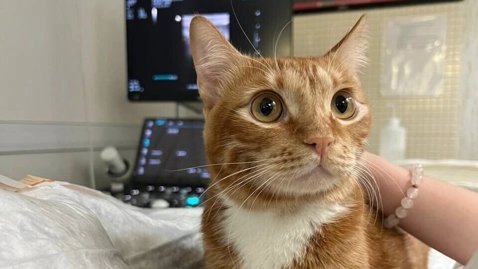     Источник: Ветеринарная клиника Пульс Новосибирск Родники