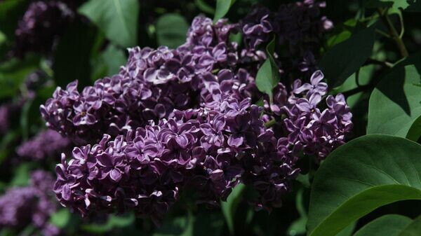    © Sputnik / Мария Девахина