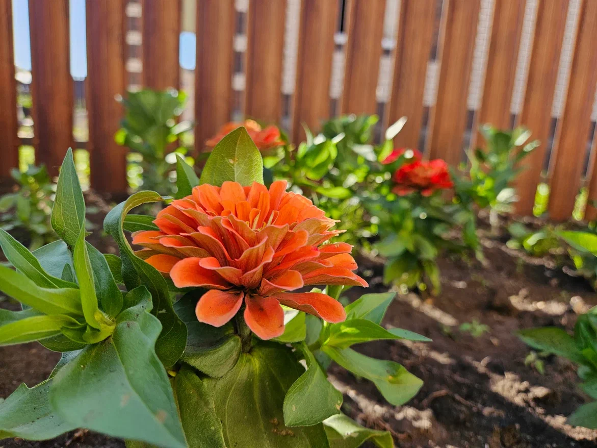 Циннии помните?