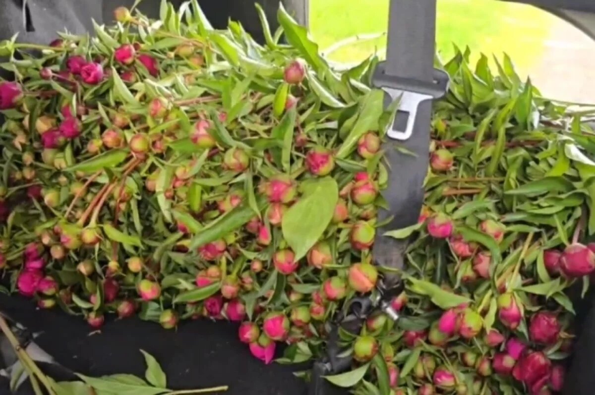    В Краснодарском крае продавали срезанные на кладбище пионы