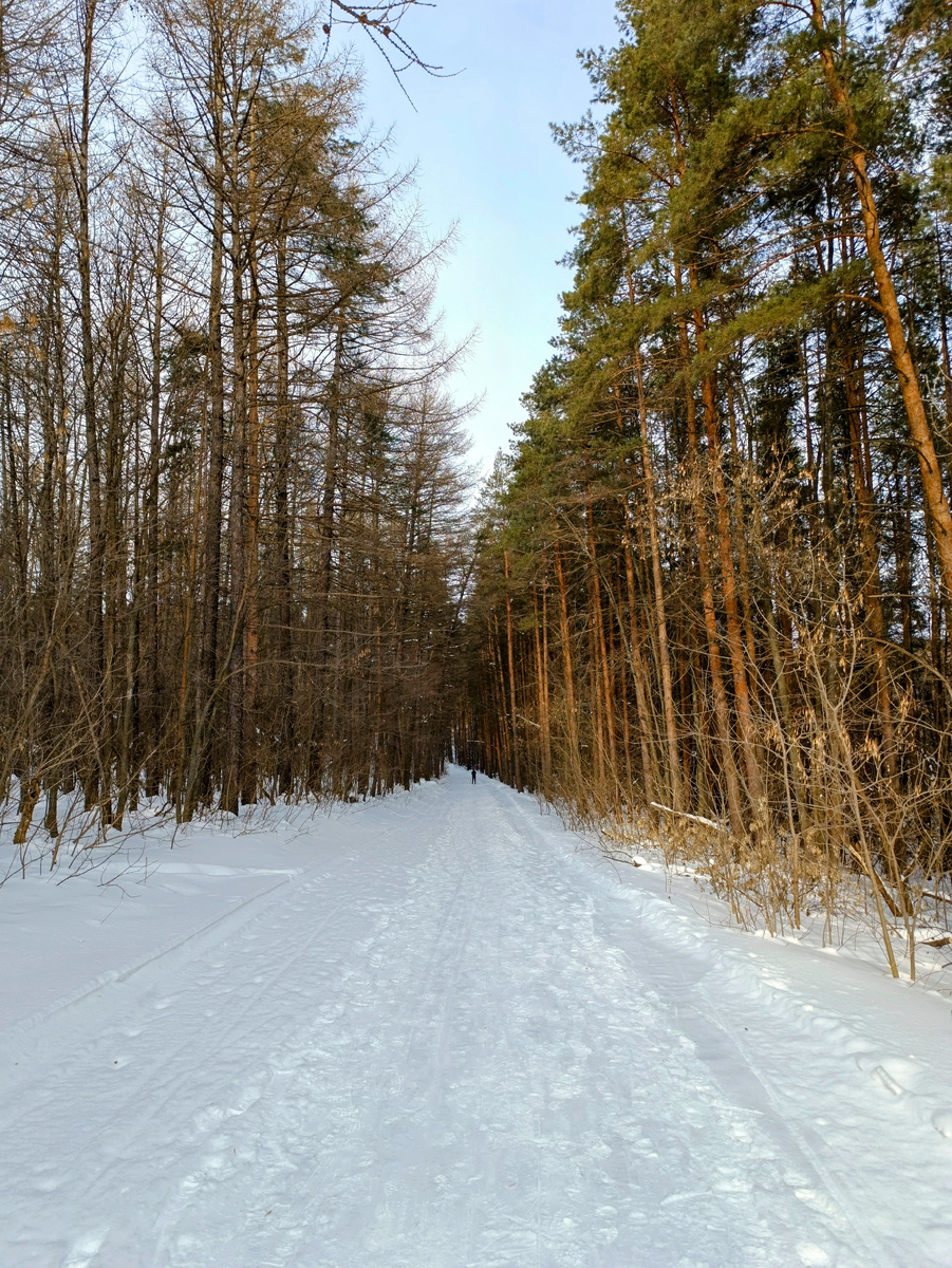 Сосны высокие в зелёном уборе Справа стоят, как страж при дороге.
Слева раскинули лысые лапки Деревья с шишками - лиственниц охапка.