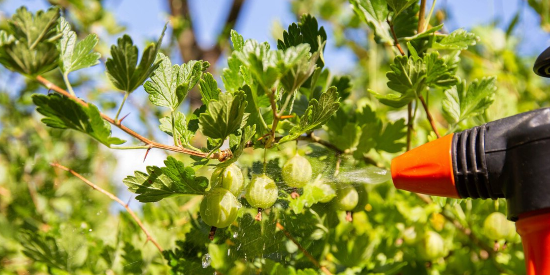 Смесь против тли сработала за сутки. Даже старый крыжовник ожил и дал ягоды