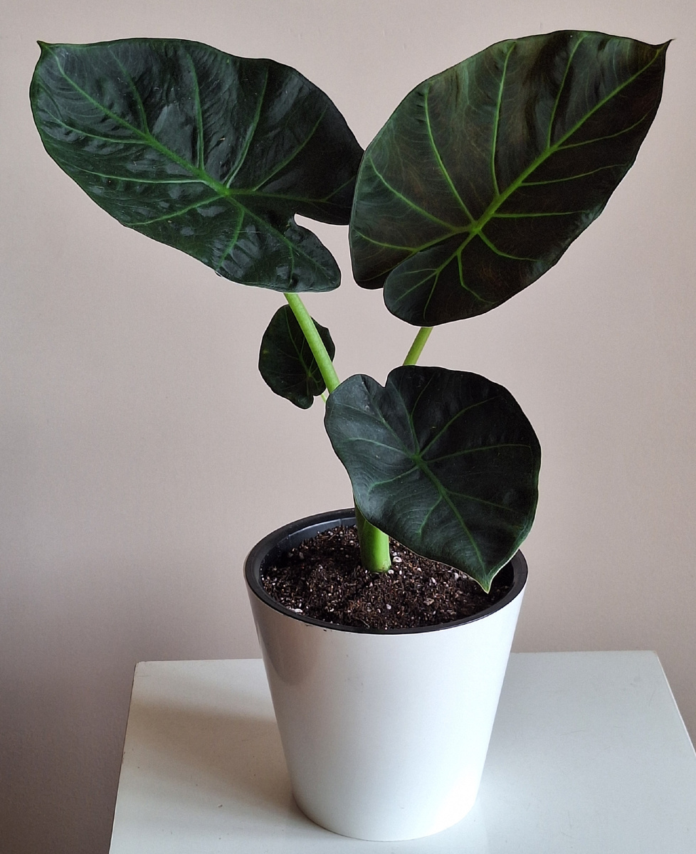 Фото автора. Ну посмотрите какая она красотка. Горшок d16. Высота около 50 см.