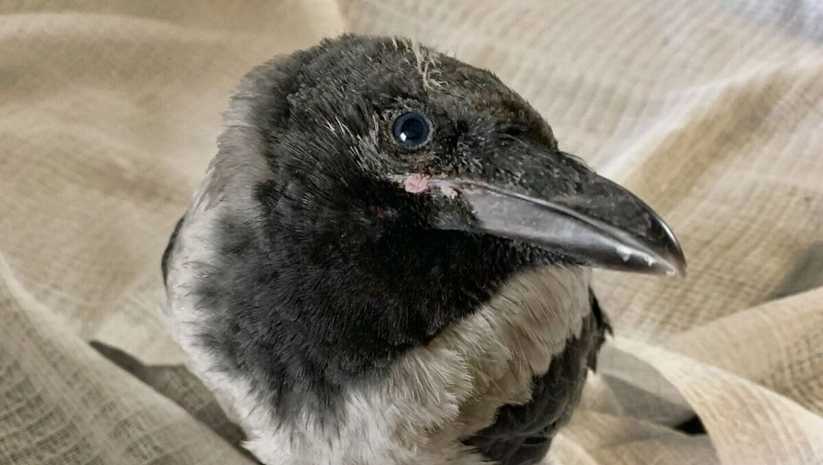     Источник: Центр реабилитации диких животных (Новосибирск)