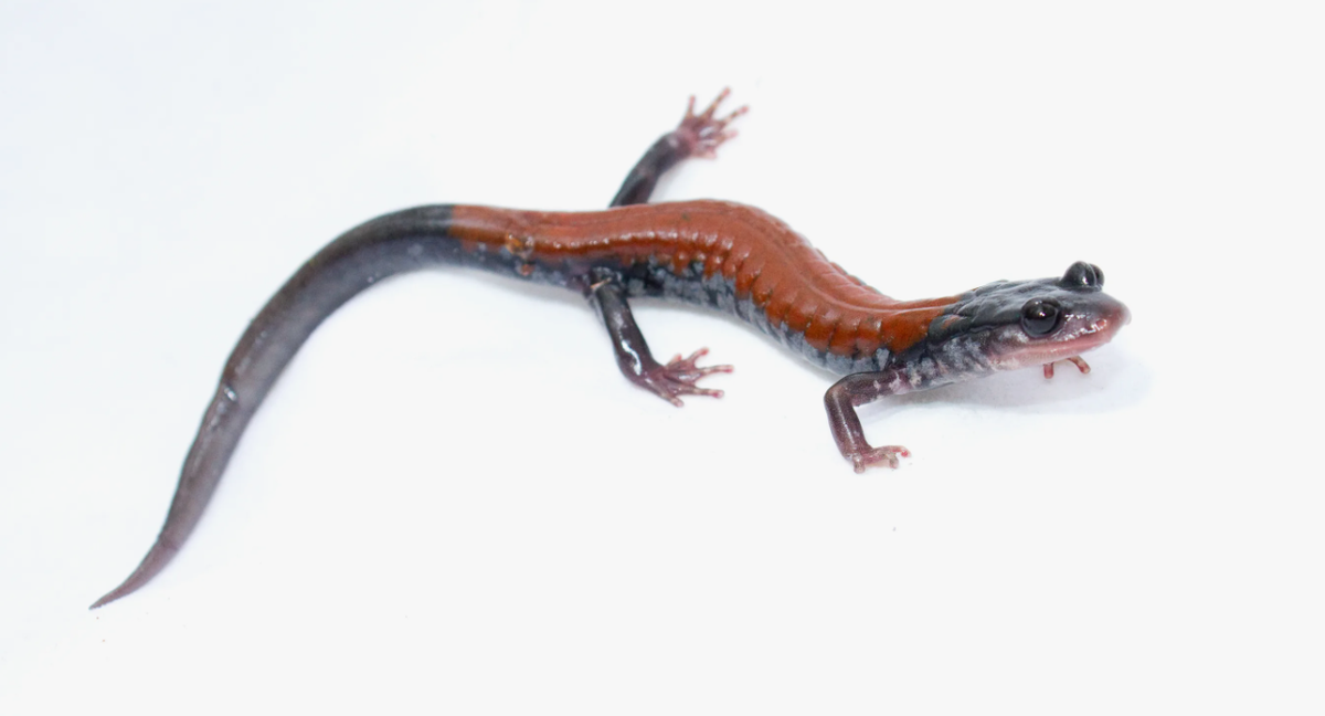 Хвостатые земноводные саламандра