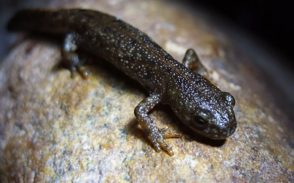 Колодезный тритон