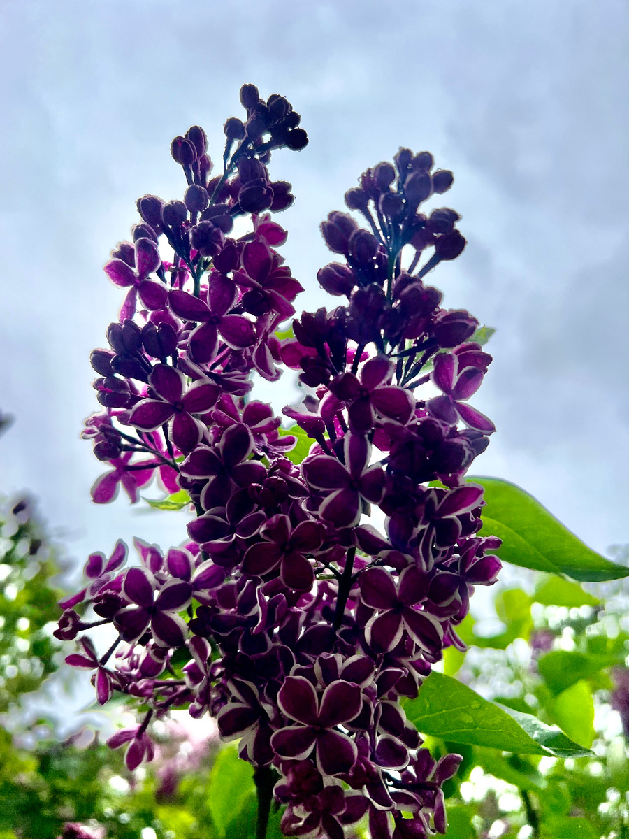 Сорт «Сенсация»