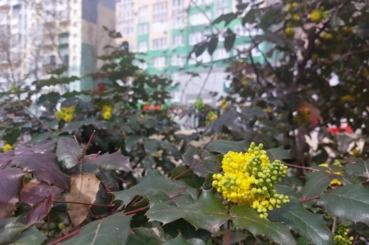    В Краснодарском крае пройдут кратковременные дожди