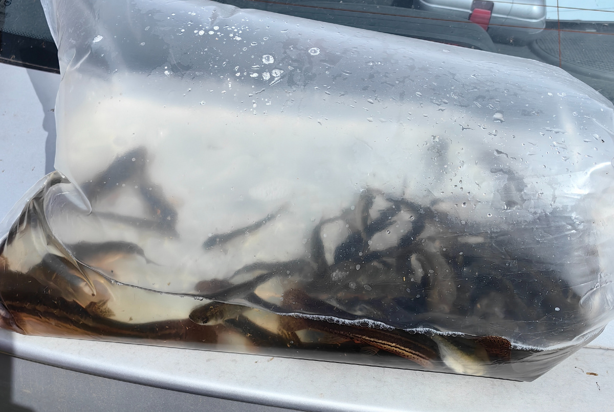 Купили мальков для зарыбления пруда