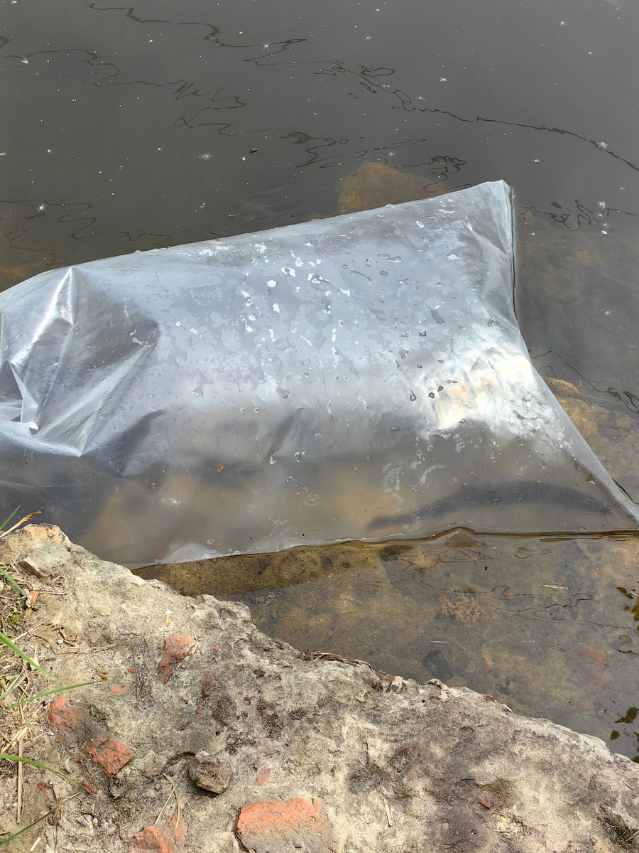 Зарыбляем пруд