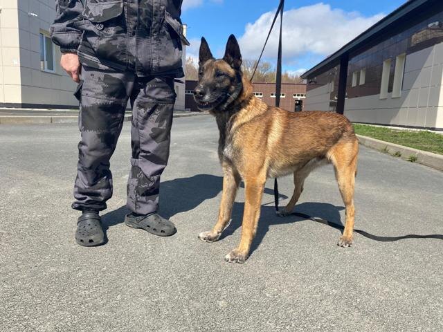    МВД Карелии ищет дом полицейской собаке пенсионного возрастаМВД Карелии