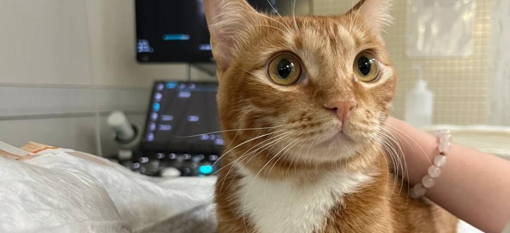 Фото: ветеринарная клиника «Пульс», vk.com/vetklinika54