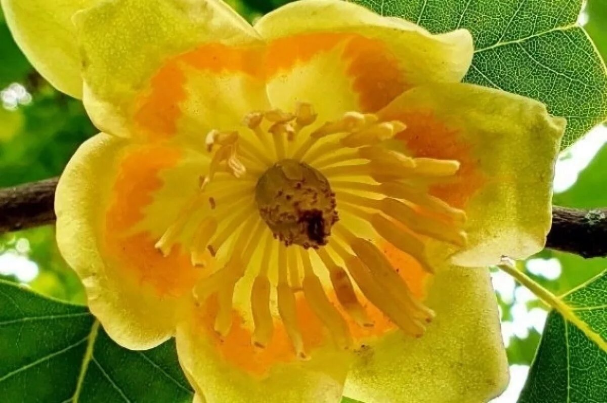    В Сочи цветут деревья с огуречным ароматом, появившиеся в меловом периоде