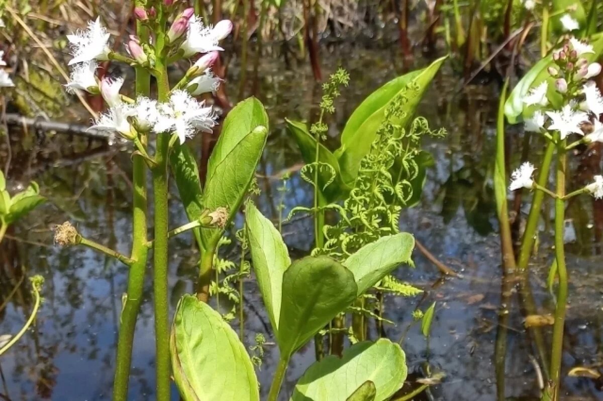    На тульских болотах цветёт вахта трёхлистная