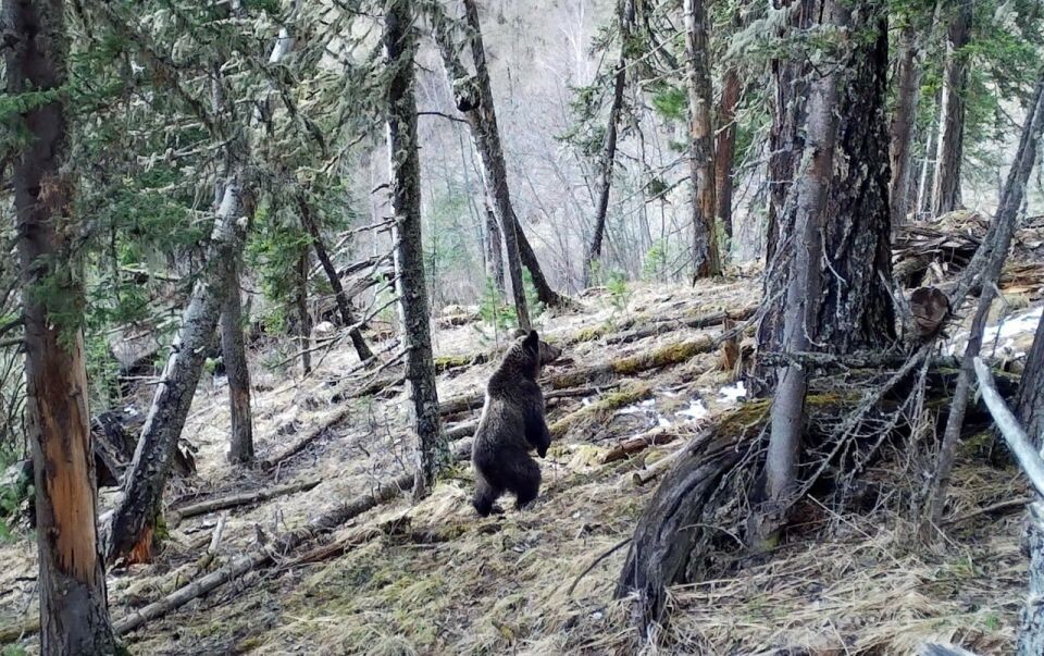    Медведь, стоящий на задних лапах. Источник: Фотоловушка. Установка – Юрий Калинкин