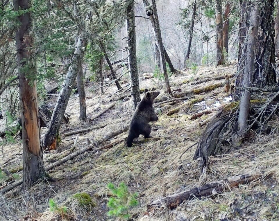    Медведь, стоящий на задних лапах. Источник: Фотоловушка. Установка – Юрий Калинкин