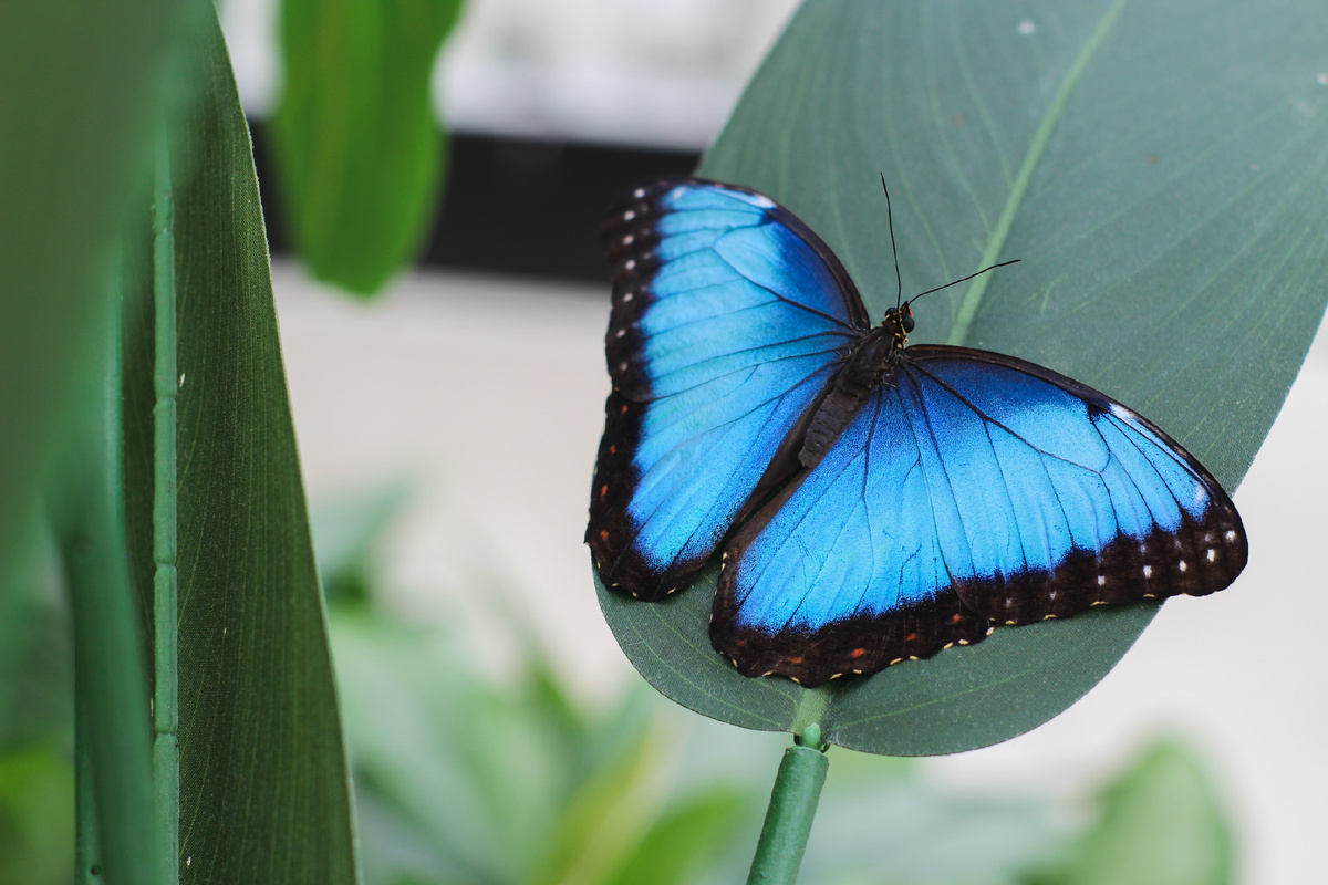 Морфо Пелеида (Morpho peleides) в Парке бабочек Paradise