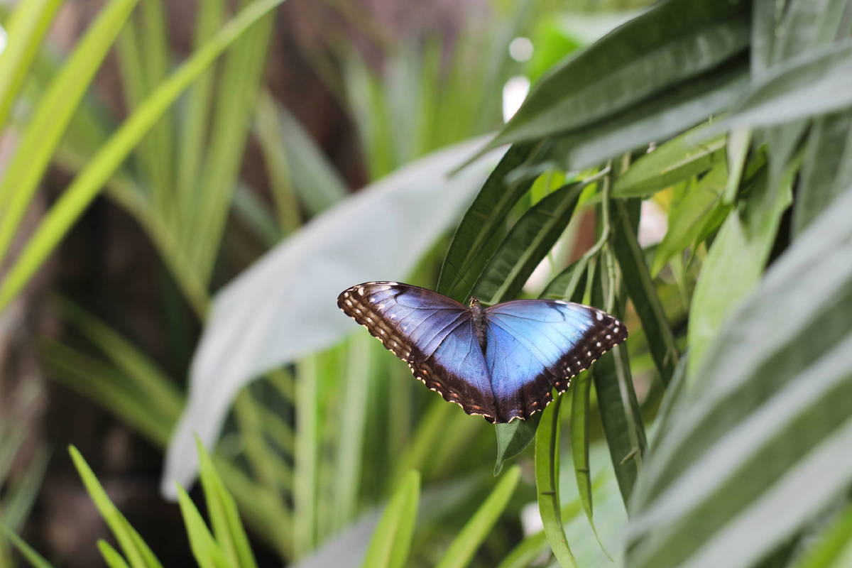Морфо Пелеида (Morpho peleides) в Парке бабочек Paradise