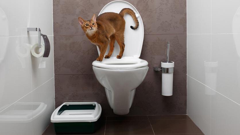    Shutterstock/FOTODOM