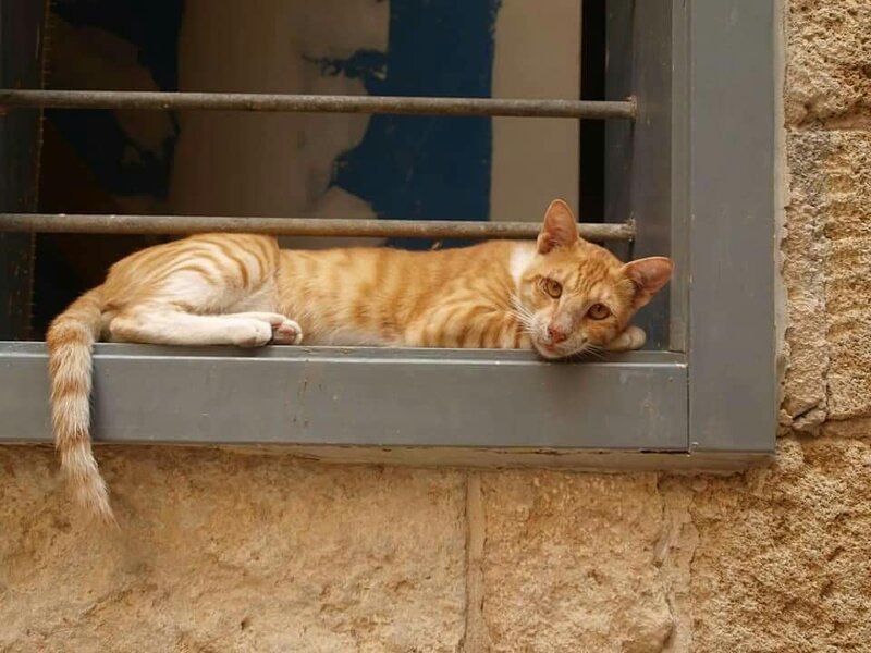 Где ты,моя мама кошка!?