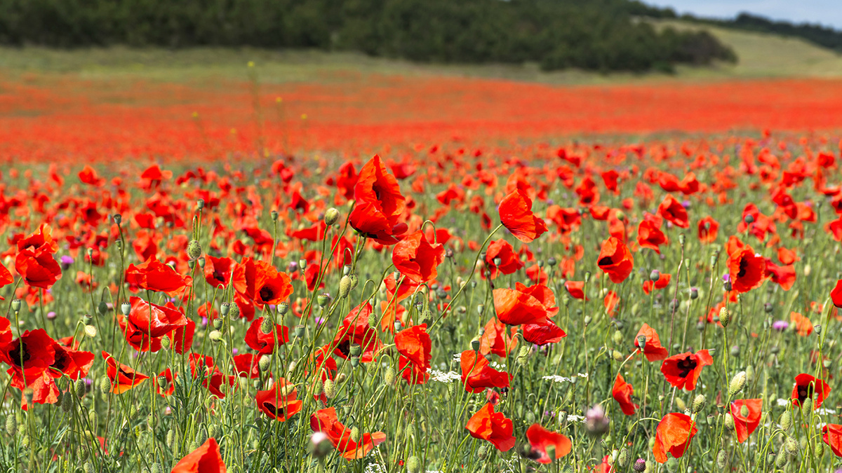 Фото: Anna_Zaitzeva/Shutterstock/FOTODOMПрямо вдоль трассы можно увидеть красивые красные плантации роскошных растений