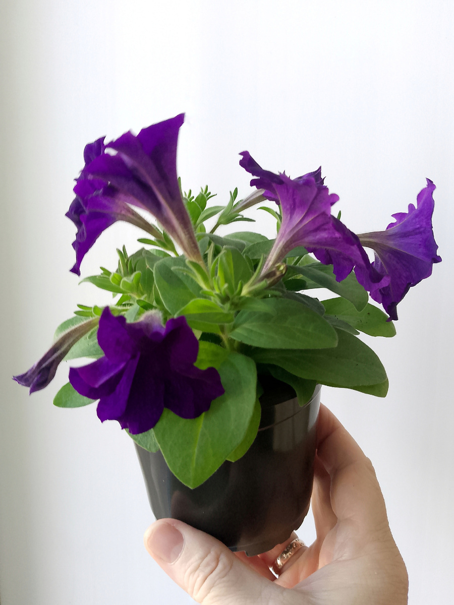 Петуния в 500 мг горшочке