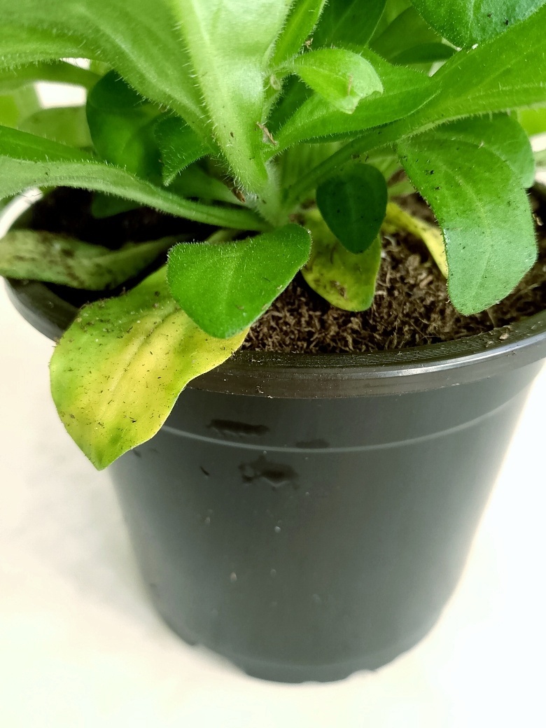 Петуния сбрасывает лишнюю листву, значит пора увеличить объём горшка