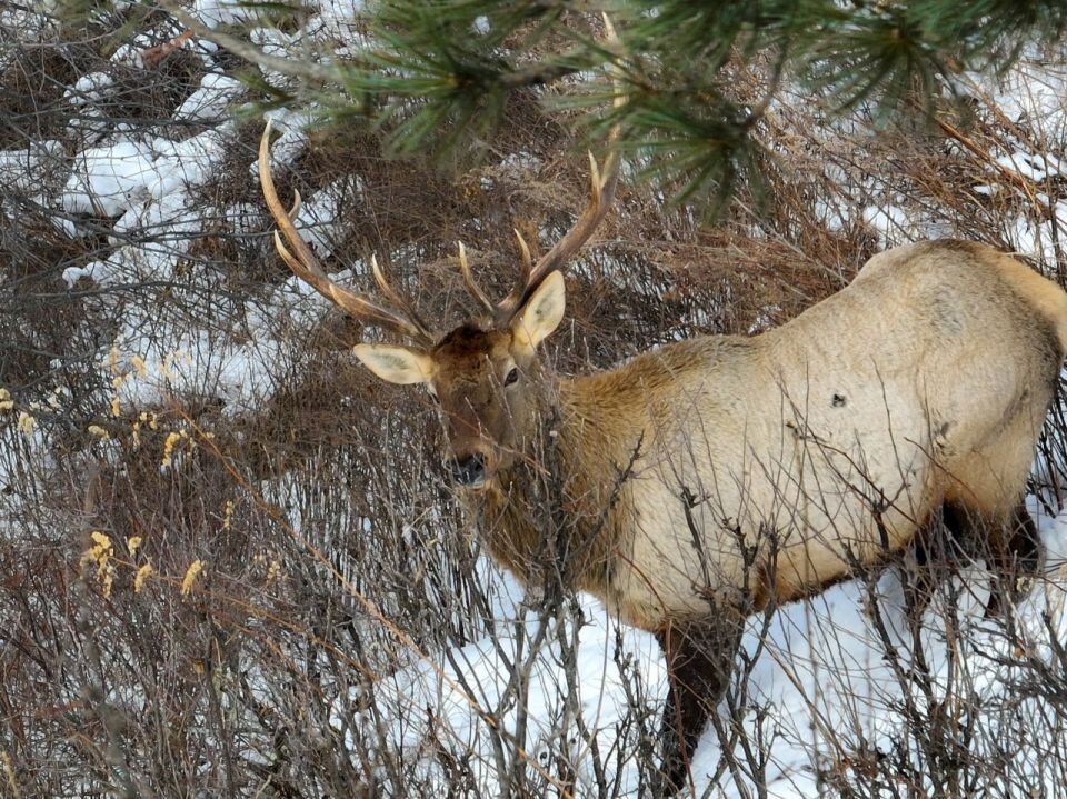    Марал в Алтайском заповеднике. Источник: Роман Воробьев, Татьяна Клименко