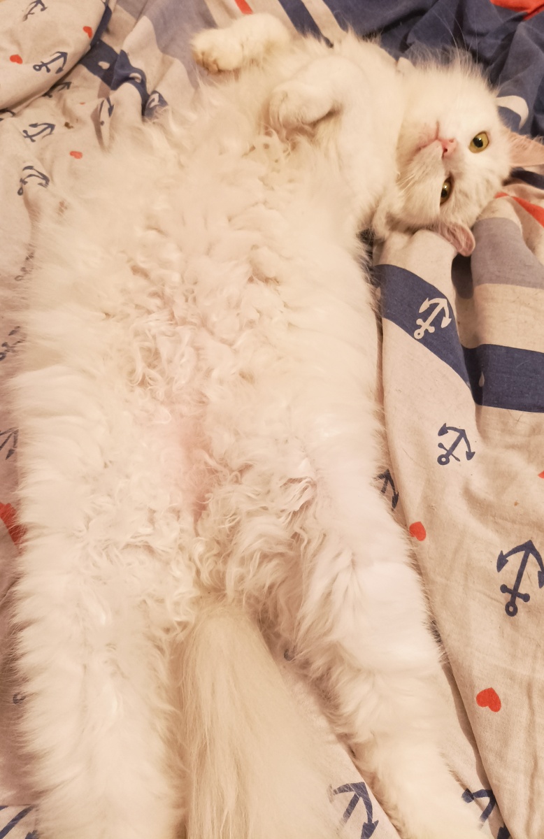 Это тоже Муся-Люся кудрявое пузя